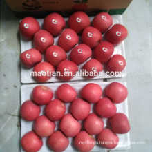 Fresh Red Fuji Apple Fruit